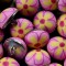 K72 Rosa Blomster Knap