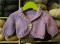 B�rne Bolero - strikkeopskrift